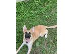 Adopt Patty a Tan/Yellow/Fawn - with Black German Shepherd Dog / Mixed dog in