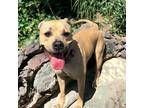 Adopt Finn a Tan/Yellow/Fawn American Staffordshire Terrier / Mixed Breed