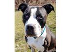 Adopt Julian a Black Mixed Breed (Large) / Mixed dog in Blackwood, NJ (37666668)