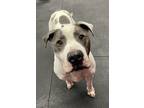 Adopt Owen a White - with Gray or Silver American Pit Bull Terrier / Mixed dog