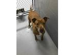 Adopt Rebecca a Red/Golden/Orange/Chestnut Mixed Breed (Large) / Mixed dog in