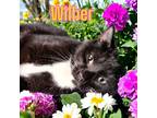 Adopt Wilber a Black & White or Tuxedo Domestic Shorthair / Mixed (short coat)