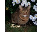 Adopt Zara a Brown Tabby Domestic Shorthair / Mixed (short coat) cat in Port