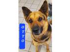 Adopt OTTO a Brown/Chocolate - with Black German Shepherd Dog / Mixed dog in
