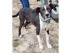 Adopt Raspberry a Black - with White Pit Bull Terrier / Hound (Unknown Type) dog