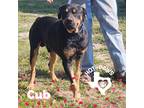 Adopt Cub a Brown/Chocolate Rottweiler / Mixed dog in Mexia, TX (35107399)