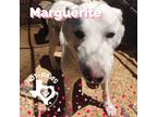 Adopt Marguerite a White Great Pyrenees / Mixed dog in Mexia, TX (35108928)