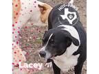 Adopt Lacey a Black - with White Labrador Retriever / Mixed dog in Mexia