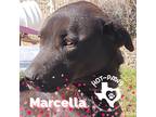 Adopt Marcella a Black Labrador Retriever / Mixed dog in Mexia, TX (35108336)