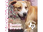 Adopt Buster Brown a Tan/Yellow/Fawn - with White Labrador Retriever / Mixed dog