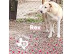 Adopt Rex a Tan/Yellow/Fawn - with White Labrador Retriever / Mixed dog in