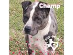 Adopt Champ a Black - with White Dogo Argentino / Mixed dog in Mexia