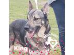 Adopt King a Black German Shepherd Dog / Mixed dog in Mexia, TX (35108802)