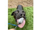Adopt Atwood a Black - with White Labrador Retriever / Pit Bull Terrier / Mixed