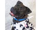 Adopt Atwood a Black Pit Bull Terrier / Labrador Retriever / Mixed dog in