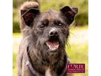 Adopt Peso a Brindle - with White Terrier (Unknown Type, Small) / Mixed dog in