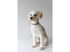 Adopt WILLIAM-URGENT-Help Needed a White Poodle (Miniature) / Mixed dog in Los