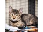 Adopt Polly a Gray or Blue Domestic Shorthair / Mixed cat in Leesburg