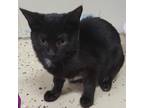 Adopt Piper a All Black Domestic Shorthair / Mixed cat in Leesburg