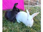 Adopt Tiffany & Ashley a Black American / Mixed (short coat) rabbit in Saint