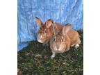 Adopt Schonn & Shay a Tan American / Mixed (short coat) rabbit in Saint George