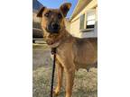 Adopt Athena a Brown/Chocolate Mixed Breed (Medium) / Mixed Breed (Medium) /