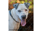 Adopt Mia a White Retriever (Unknown Type) / Mixed dog in Toccoa, GA (36173101)