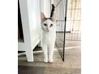 Adopt Margarita a White Domestic Mediumhair (medium coat) cat in Boise