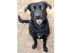 Adopt Loxley K45 3/23/23 a Black Labrador Retriever / Mixed dog in San Angelo