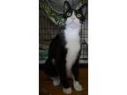 Adopt Prue a Black & White or Tuxedo Domestic Shorthair (short coat) cat in