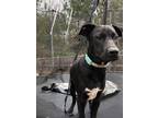 Adopt Mars a Black - with White Labrador Retriever / Mixed dog in Carlisle