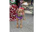 Adopt Huck a Tan/Yellow/Fawn Labrador Retriever / Mixed dog in Birmingham