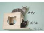 Adopt Grae (bonded with Indigo) a Gray or Blue Domestic Shorthair / Domestic