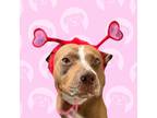 Adopt Hope a Tan/Yellow/Fawn - with White American Pit Bull Terrier / Labrador