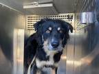 Adopt Budah a Black - with Brown, Red, Golden, Orange or Chestnut Australian