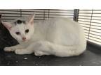 Adopt Legolas a White Domestic Shorthair / Domestic Shorthair / Mixed cat in