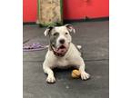 Adopt Becky a Gray/Silver/Salt & Pepper - with White Pit Bull Terrier / Mixed