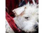 Adopt Ollie a White Mixed Breed (Small) / Mixed dog in BROOKLYN, NY (37440661)