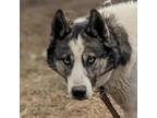 Adopt Buddy a Gray/Silver/Salt & Pepper - with Black Siberian Husky / Mixed dog