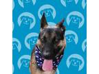 Adopt Gus a Brindle German Shepherd Dog / Mixed dog in Carlsbad, CA (37440246)