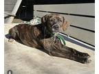Adopt Ginnie a Brindle Hound (Unknown Type) / Pit Bull Terrier / Mixed dog in