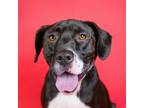 Adopt Goofball Dexter a Black Beagle / Hound (Unknown Type) / Mixed dog in