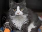 Adopt Celestial a Gray or Blue (Mostly) Domestic Longhair (long coat) cat in New