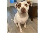 Adopt Amigo a White - with Tan, Yellow or Fawn Pit Bull Terrier / Mixed dog in