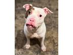 Adopt Comet a Brown/Chocolate - with White American Staffordshire Terrier /