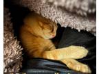 Adopt Cashew a Orange or Red Domestic Shorthair (short coat) cat in Export
