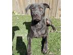 Adopt Skipper a Black Pit Bull Terrier / Shar Pei / Mixed dog in Los Angeles