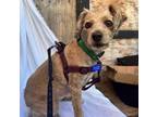 Adopt Artemis a Tan/Yellow/Fawn Cockapoo / Mixed dog in Los Angeles