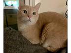 Adopt Cheese a Cream or Ivory Domestic Shorthair / Mixed cat in Fort Worth
