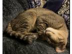 Adopt Hazelnut a Brown Tabby Domestic Shorthair (short coat) cat in Export